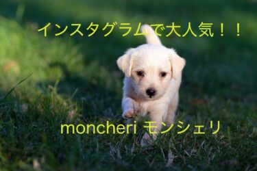 インスタグラムで大人気！！犬服ブランド「moncheri モンシェリ」
